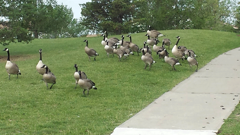 flock of geese