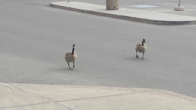 couple of geese